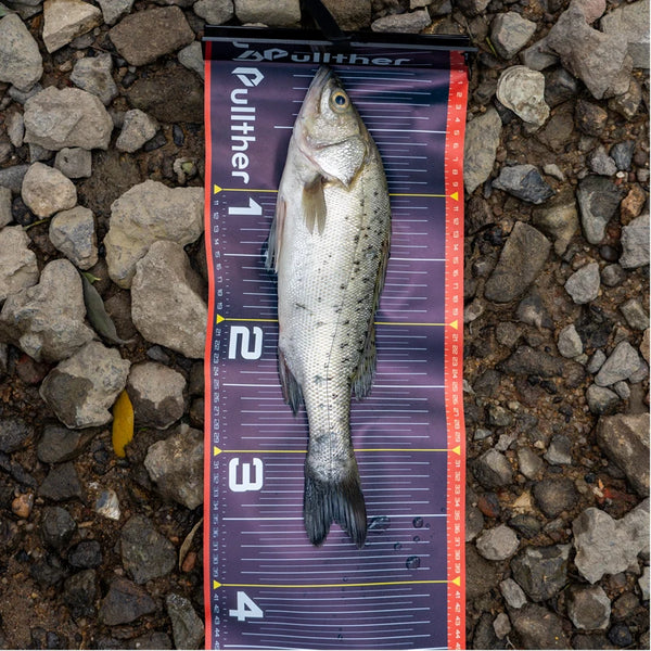 Fish Measure Ruler